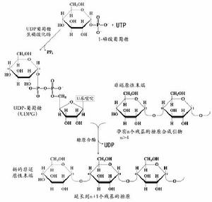 UDP-葡萄糖焦磷酸化酶