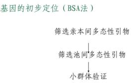 BSA[集團分離分析法]