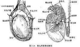 附睪