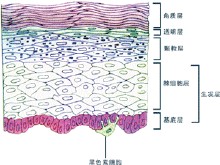 表皮細胞