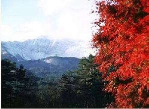 大雪山“楓”景