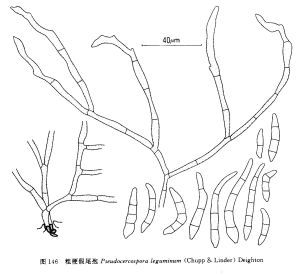 粗梗假尾孢