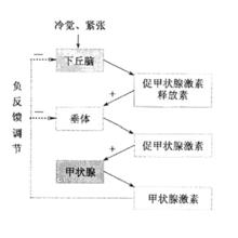 人體內的負反饋調節