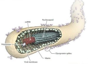 伊波拉病毒結構圖