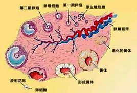 卵泡監測