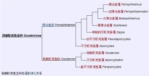 背眼蝦虎魚亞科