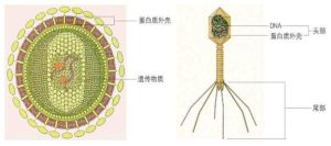 真菌病毒