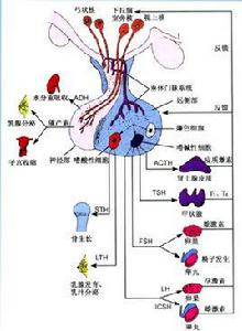 內分泌不孕