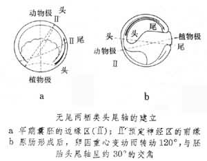 卵軸