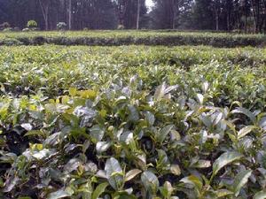 茶葉種植園