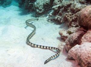 （圖）截吻海蛇