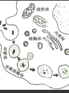 壞死性淋巴結炎