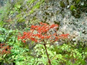 柳葉紅莖黃芩