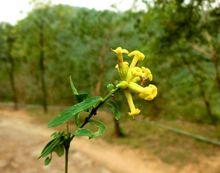 黃芫花