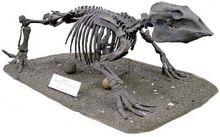 索齒獸骨骼化石
