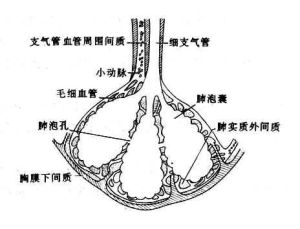 肺部疾病