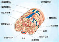 陰莖敏感神經阻斷術