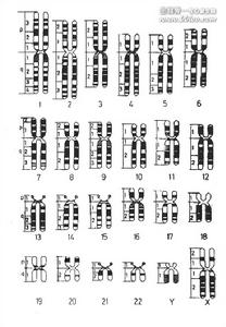 正常男性G顯帶染色體模式圖