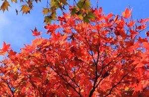 香山紅葉