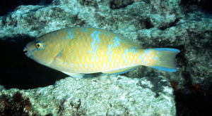 青點鸚嘴魚