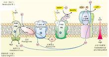 與光合作用耦聯的ATP合成示意圖