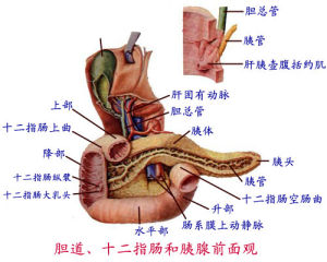 十二指腸壅滯症