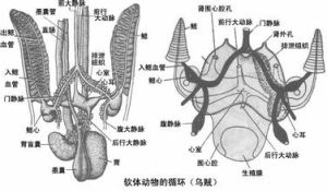 腎囊