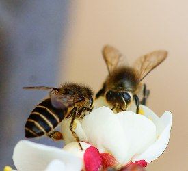東方蜜蜂