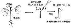 促進落葉物質的檢定法