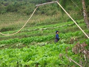 瓦排村蔬菜種植