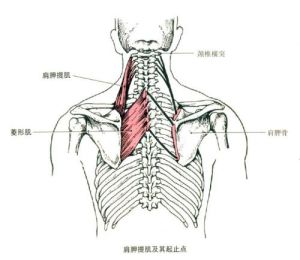 肩胛骨