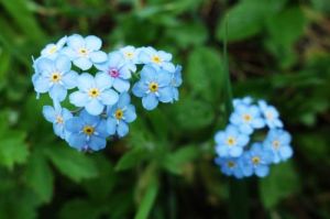 藍煙小星辰花