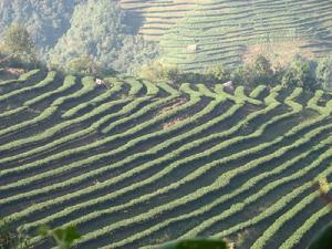 （圖）無公害茶葉基地 