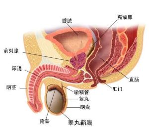 睪丸囊腫