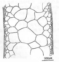 節江蘺的藻體縱切面