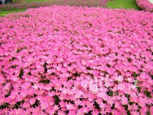 風雨花