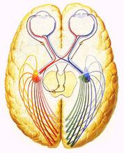 瞳孔對光反射通路