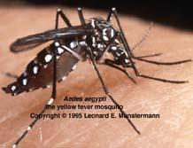 伊蚊（Aedes）