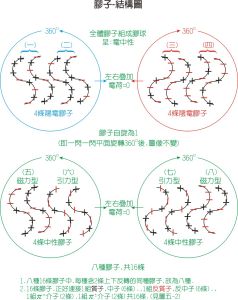 膠子 - 強相互作用的媒介粒子，自鏇為1，有8種 