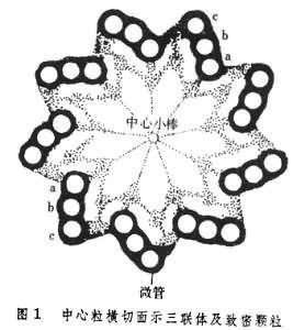 核中心體