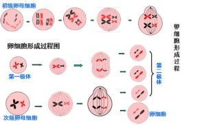 均等分裂