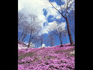 北海道花田