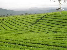 登波火山外圍的茶葉田