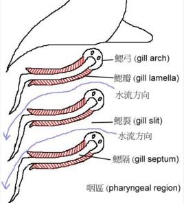 鰓瓣