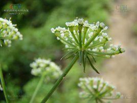 隔山香[當歸屬植物]