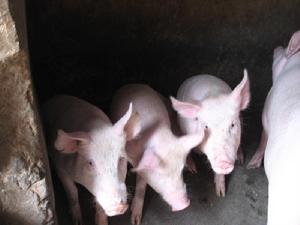 自發村自然村特色產業-養殖業