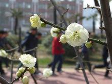 綠梅花開