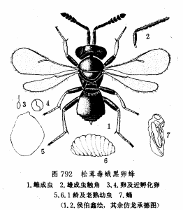 松茸毒蛾黑卵峰