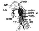 頭頸癌