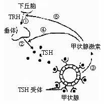 激素釋放